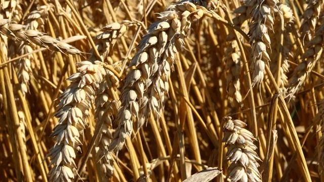 Russia proposes creating food reserves with BRICS and EAEU