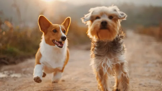 Scientists have found out the effect of a human smile on the brain of dogs