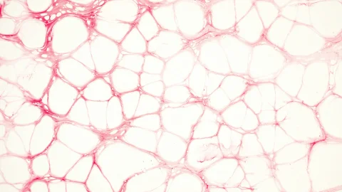 Ученые впервые создали синтетическую клетку SpudCell с полным клеточным циклом