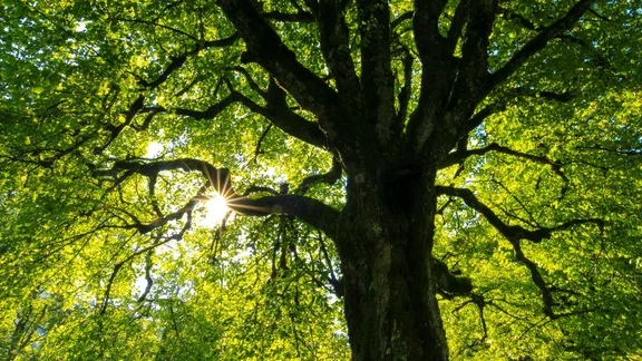 EcoGPT تقدم للمستخدمين زراعة الأشجار مقابل توليد الذكاء الاصطناعي