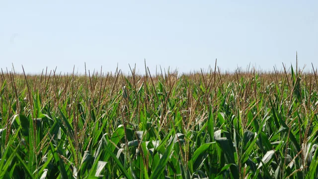 Belarusian agricultural products are exported to 117 countries